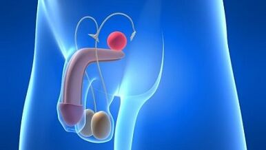 Lubrication in men during excitement