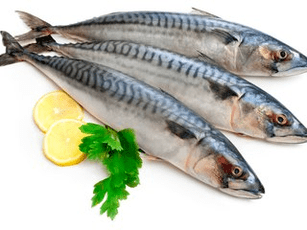 Mackerel to increase potential